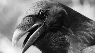ASK RAVEN - Spirit guides - Protection & Other selves