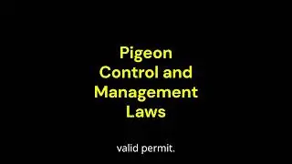 Pigeon Control and Management Laws