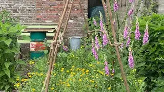 Stille vlog: mei in de moestuin