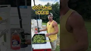 Dehydrated Okra! #okra #dehydrator #garden #gardening #foodstorage #homestead