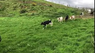 Spring Turnout Cows with Calves at The Ethical Dairy