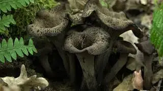 Top 7 Setas Gigantes Impresionantes que Deber&iacute;as Conocer 🍄😱