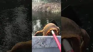 Miami is wild. Watch the iguana rescue team in action!!🦎