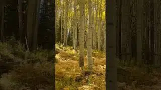 Fall at Kebler Pass -Crested Butte Colorado October 2023