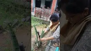 plantation by Nalini Singh A step toward green revolution in digital India (2)