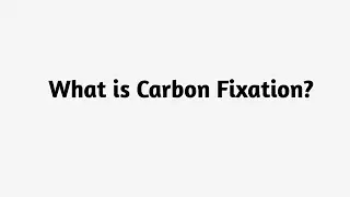 What is Carbon Fixation ?