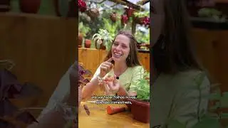 Plantar o cocuruto da cenoura
