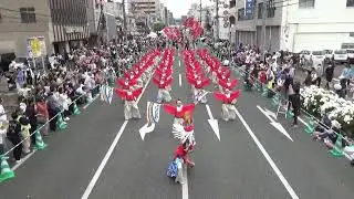備後ばらバラよさこい踊り隊①2024.05.19 第57回福山ばら祭2024