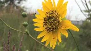 Melanostoma mellinum on the Prairie Orchard  August 23, 2014