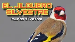 JILGUEROS ESPECTACULARES IMAGENES EN PLENA NATURALEZA  🌲🐦