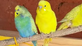 Sunny Vlogs  is live! #exoticbirds #birds #pigeon #parrots
