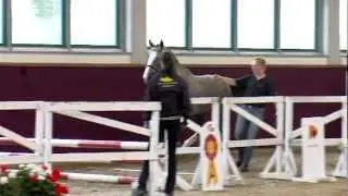 Cassini II x Landgr&auml;fin I - gelding born 2009 -Video v. 2011- sire .. Levisto Z