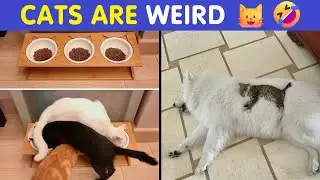 Cat Memes That Prove Cats Are Truly Weird Little Creatures 🐱🤣
