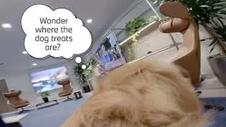 BMW San Rafael Dog Approved Dealership Tour