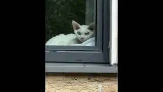Cat social network: When you're being spied on from another planet!