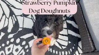 Strawberry Pumpkin Dog Doughnuts