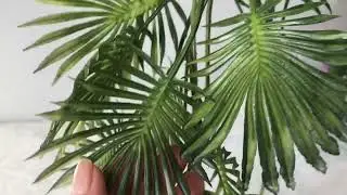 пальма звисаюча