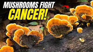 Mushrooms Vs Cancer | Cutting Edge Mycology Research