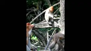 Monkey Business  The Forbidden Fruit Adventure!