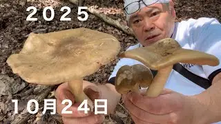 きのこ狩り】ウラベニホテイシメジ、ナラタケ、キヒダフウセンタケ、ハタケシメジなど