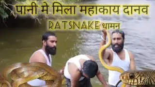 धामन सांप मे जहर होता है या नहींPoison In Ratsnake It Happens Or Not