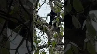 Hound and Laika Bear Hunting. Tree and Free. #hunting #bearhunting #houndhunting #laika
