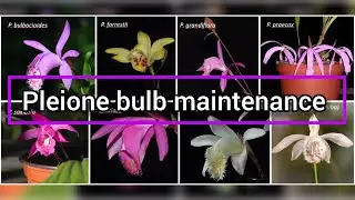 Pleione formosana a garden orchid repotting & general care