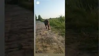 Pitt bull status video#trending #viral#DOGlook #DOGlove #trending#pittulovers