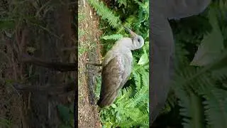 🐦☆&sup2;⁷&bull;⁵◇&sup2; Hadada Ibis (Bostrychia hagedash) in Spoonbill, Ibis Family (Threskiornithidae)