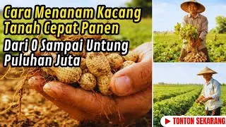 Banyak yang Remehkan Kacang Tanah Padahal Ini Cara Panennya Cepat dan Untung!