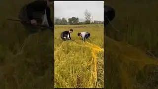 صید بلدرچين با تور هوایی با سگ پوینتر آلمانی.الصید السمان shorts