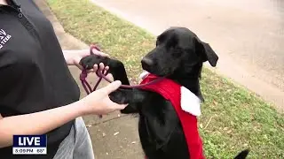 Pasadena woman saving dogs from euthanasia