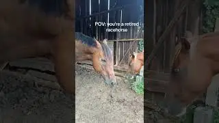 The reaction of horse to the horse racing sound #funnyshorts #animals #horse #funny #fyp #usa