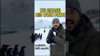 He Chose His Own Path 🐧 | Rare Penguin Moment #penguin #penguinvideo #viralreels  #4kreels #minivlog
