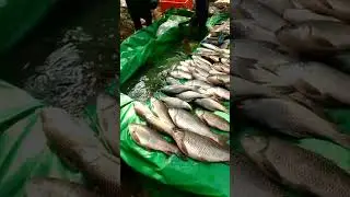 Andhra Pradesh fish live market