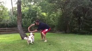 Уилсон делает трюки./Wilson a BRIT Brittany for adops does tricks.