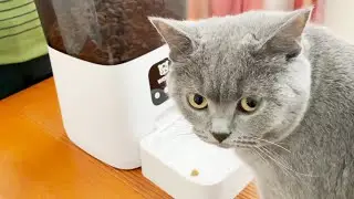 WOpet Boost II Automatic Cat & Dog Feeder video review.
