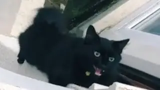 Kitty Burglar 