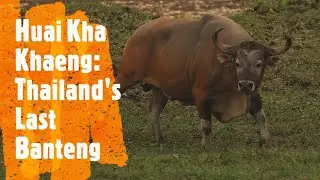 Huai Kka Khaeng Part 1: Thailand's Last Banteng