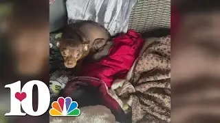 Morristown Hamblen Humane Society helping care for 17 chihuahuas found in a storage unit