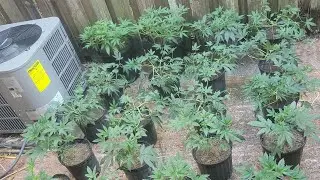 Sky Wrdn, Blueberry Muffin x4g autos, La Kush Cake, Oreoz End Of 3rd Wk Of Vegetative Stage 