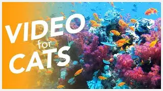 📺 CAT TV - 20 Hours Underwater Video 🐠 Video for Cats