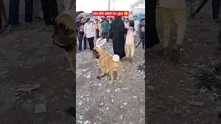 Apta pta pta🐕#shorts #youtubeshorts