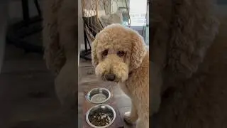 Используйте код &laquo;OLIVER&raquo;, чтобы получить скидку 50% @sundaysfordogs #sundayspartner