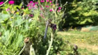 Dragonfly watching