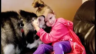Tonka The Malamute Super Excited To See His Niece ❤️!!