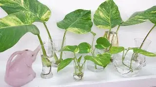How to Arrange Giant Golden Pothos Stem Cuttings in Glass Vase for Corner Decor at Home