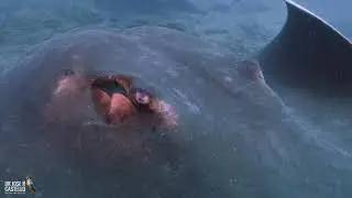 4K C-Log Underwater footage with the Canon R6. Round fantail stingray