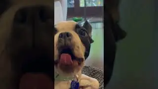 Smol doge yawns while howling #bostonterrier #dog #dogs #funny #puppy #trending #shorts