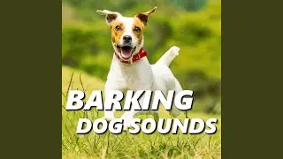 Happy Dog Sounds